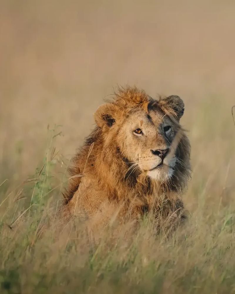 Lion resting in golden grass, from Nimali Africa